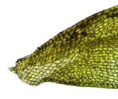 Attēlu rezultāti vaicājumam “Acaulon muticum”