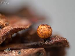 Attēlu rezultāti vaicājumam “Trichia flavicoma”