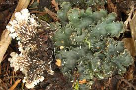 Attēlu rezultāti vaicājumam “Peltigera”