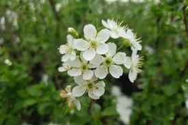 Attēlu rezultāti vaicājumam “Cerasus flower”