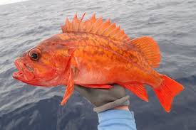 Image result for Sebastes