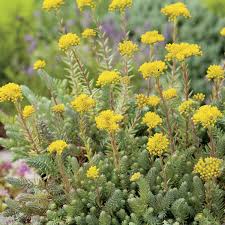 Image result for Mauerpfeffer