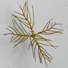 Attēlu rezultāti vaicājumam “Myriophyllum alterniflorum”