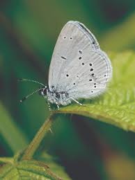 Attēlu rezultāti vaicājumam “Cupido minimus”