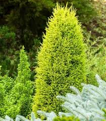Attēlu rezultāti vaicājumam “Juniperus communis leaf”