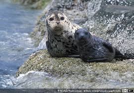 Image result for Phoca vitulina