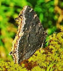 Attēlu rezultāti vaicājumam “Nymphalis antiopa underside”