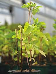 Image result for Basilikum