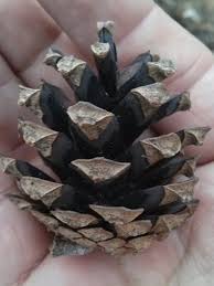 Attēlu rezultāti vaicājumam “Pinus sylvestris fruit”