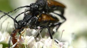 Attēlu rezultāti vaicājumam “Paracorymbia maculicornis”