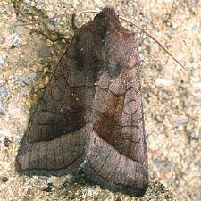 Attēlu rezultāti vaicājumam “Hydraecia micacea”