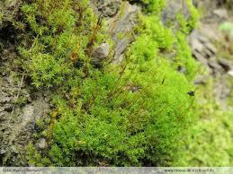 Attēlu rezultāti vaicājumam “Didymodon fallax var. brevifolius”