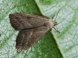 Attēlu rezultāti vaicājumam “Hypenodes humidalis”