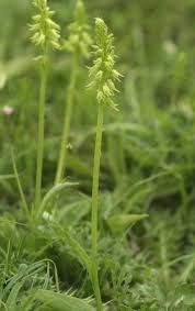 Attēlu rezultāti vaicājumam “Herminium monorchis fruit”