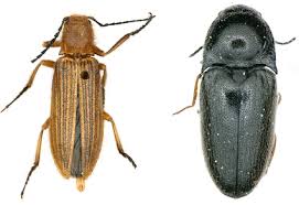 Attēlu rezultāti vaicājumam “Elateridae”