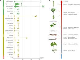 Image result for genome sizes