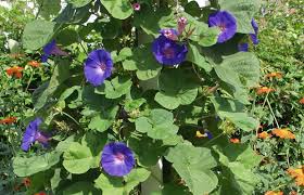 Image result for Prunkwinde