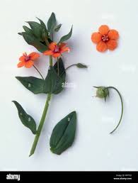 Attēlu rezultāti vaicājumam “Anagallis arvensis leaf”