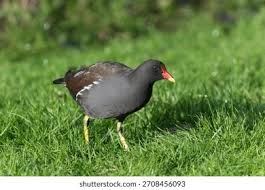 Attēlu rezultāti vaicājumam “Gallinula chloropus adult”