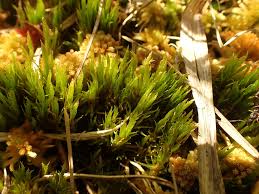 Attēlu rezultāti vaicājumam “Dicranum undulatum”