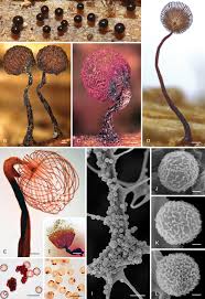 Attēlu rezultāti vaicājumam “Cribraria cancellata var. fusca stalked”