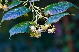 Attēlu rezultāti vaicājumam “Tilia platyphyllos Laciniata leaf”
