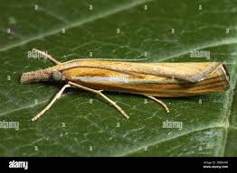 Attēlu rezultāti vaicājumam “Agriphila tristella”