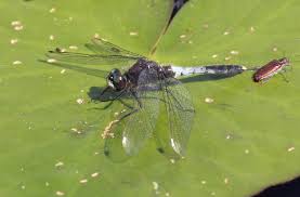 Attēlu rezultāti vaicājumam “Leucorrhinia caudalis male”