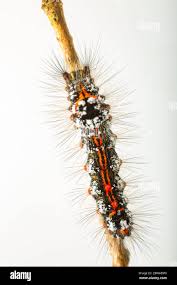 Attēlu rezultāti vaicājumam “Euproctis similis larva”