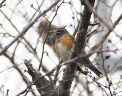 Image result for Turdus obscurus