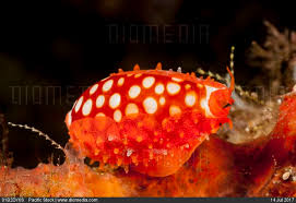 Attēlu rezultāti vaicājumam “Cribraria sp.”