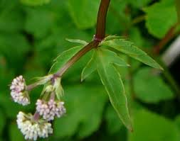 Attēlu rezultāti vaicājumam “Sanicula europaea bud”