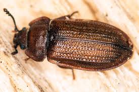 Attēlu rezultāti vaicājumam “Grynocharis oblonga”