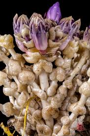 Attēlu rezultāti vaicājumam “Lathraea squamaria bud”