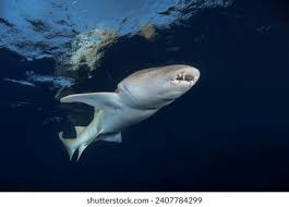 Image result for Nebrius ferrugineus