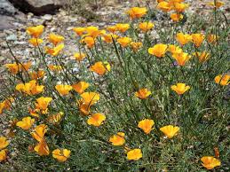 Attēlu rezultāti vaicājumam “Eschscholzia californica”