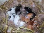 baby rabbit photos