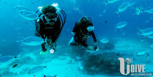 Image result for Abyss Dive Club