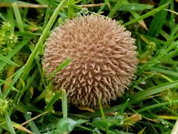 Attēlu rezultāti vaicājumam “Lycoperdon echinatum”