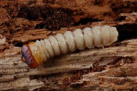 Attēlu rezultāti vaicājumam “Cerambycidae”