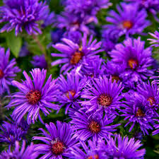 Image result for Aster novae-angliae