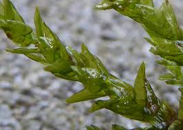 Attēlu rezultāti vaicājumam “Platyhypnidium riparioides”