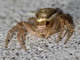 Attēlu rezultāti vaicājumam “Xysticus ulmi”