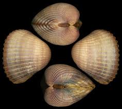 Attēlu rezultāti vaicājumam “Colloderma oculatum sessile”