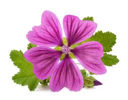 Image result for Malva sylvestris