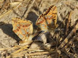 Attēlu rezultāti vaicājumam “Issoria lathonia upperside”