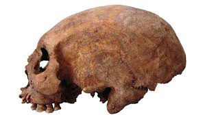 Image result for elongated skulls