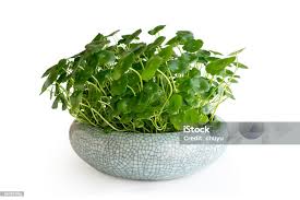 Attēlu rezultāti vaicājumam “Hydrocotyle vulgaris fruit”