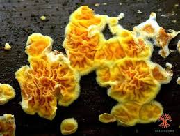 Attēlu rezultāti vaicājumam “Leucogyrophana mollusca”