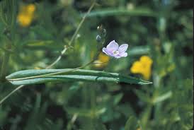 Attēlu rezultāti vaicājumam “Veronica scutellata flower”